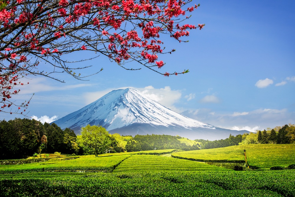 Every view of Mt. Fuji is spectacular but looking across green tea fields takes some beating. Every view of Mt. Fuji is spectacular but looking across green tea fields takes some beating.