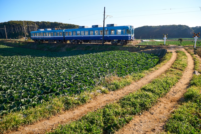 Choshi Electric Railway traveling through cabbage fields.