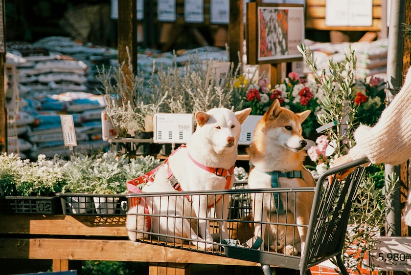 Is Japan dog friendly? Yes! 