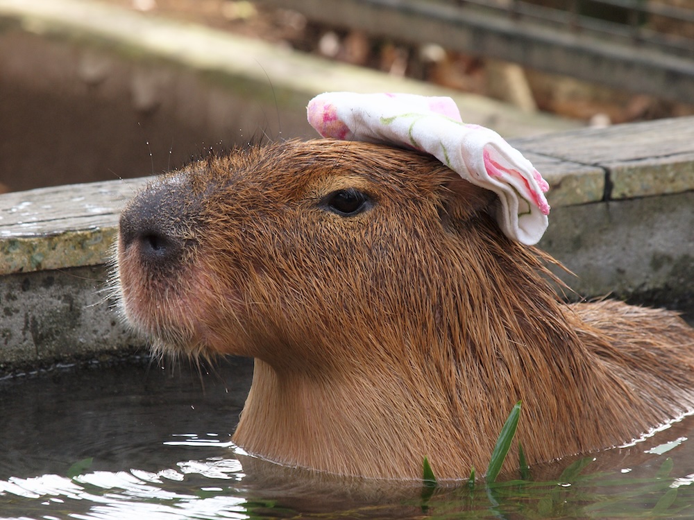 Capybaras know how to relax. 