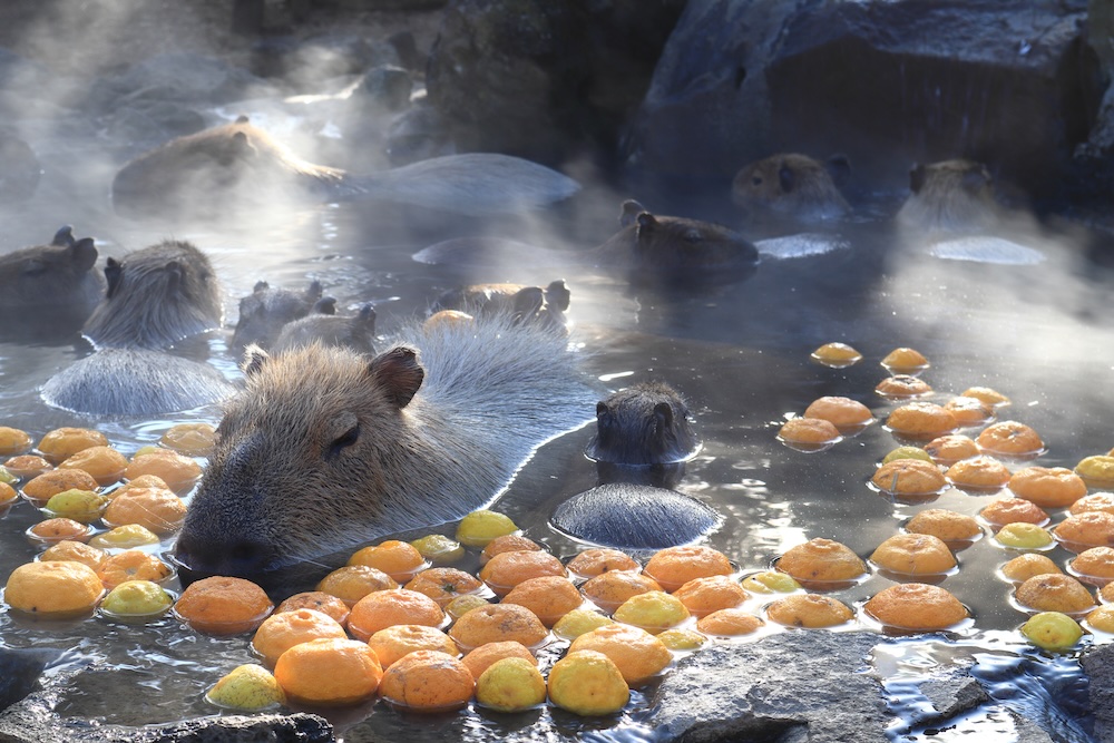 Capybaras, hot springs, oranges, lemons. Pure relaxation.