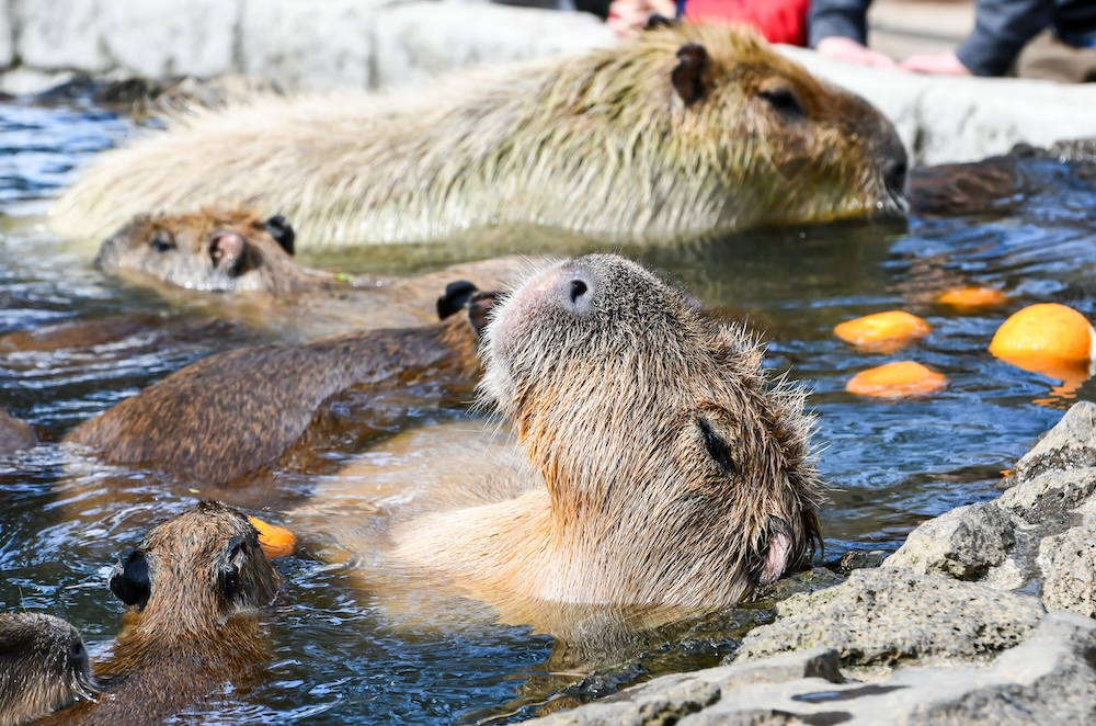Peak relaxation at the capybara onsen.