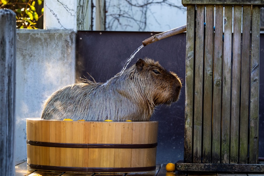 Cabybaras enjoy an onsen just like we do!