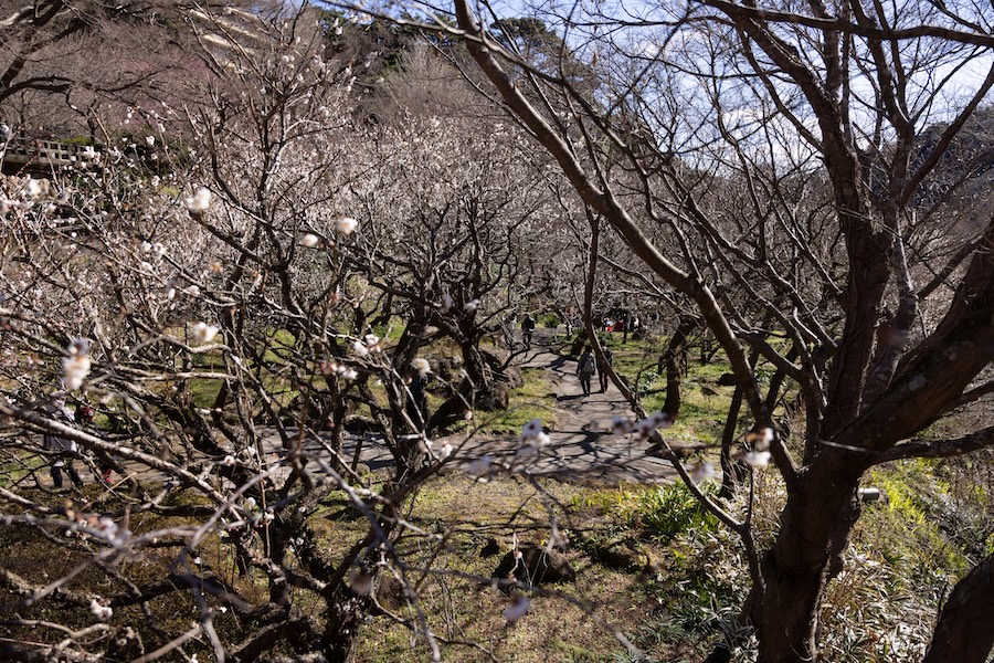 Atami Plum Garden with white flowers blossoming.