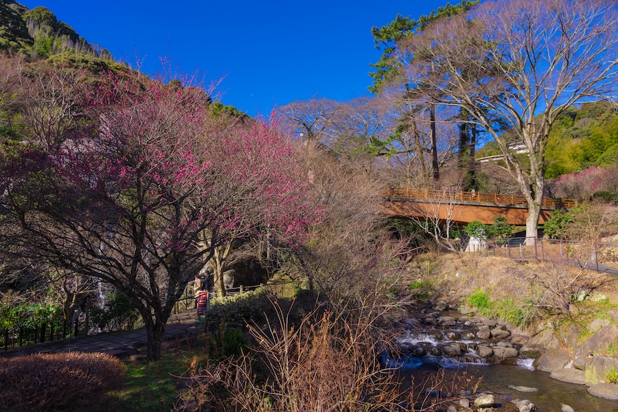 Atami Plum Blossom Garden is beautiful and serene.