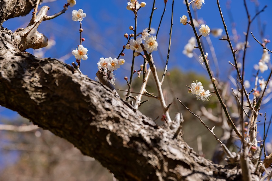 Atami White Plum Blossom.