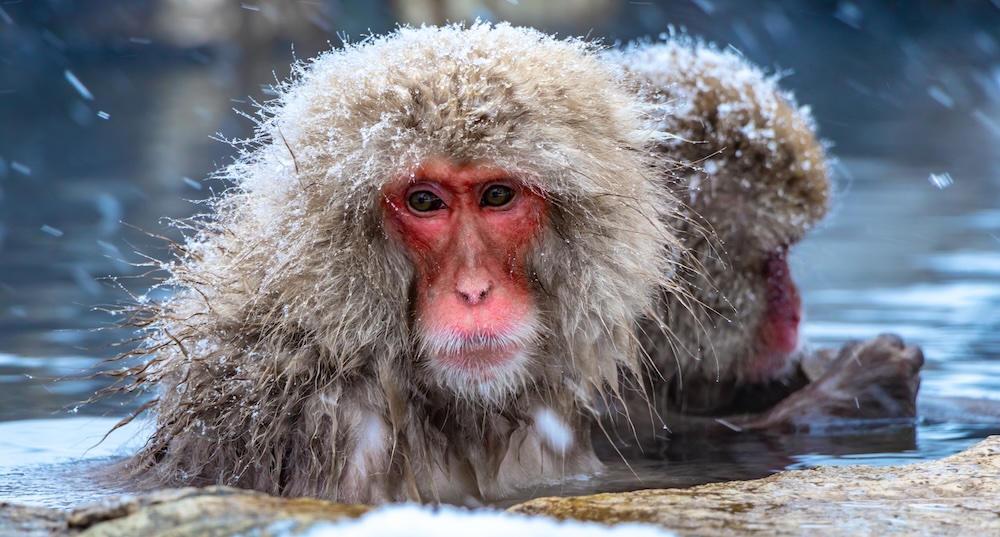 Japanese snow monkeys in hot springs. Japanese snow monkeys in hot springs.