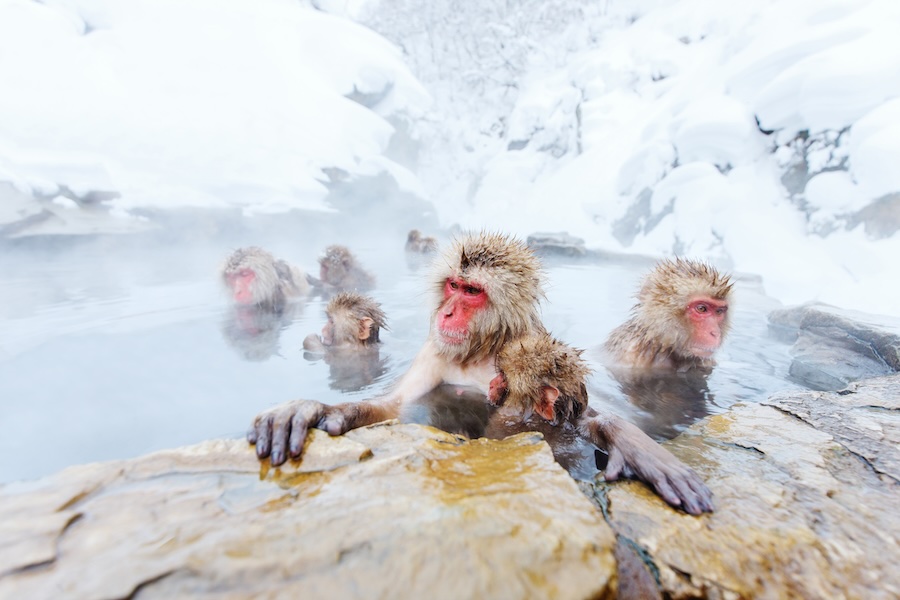 Jigokudani Monkey Park is a special place. Jigokudani Monkey Park is a special place.