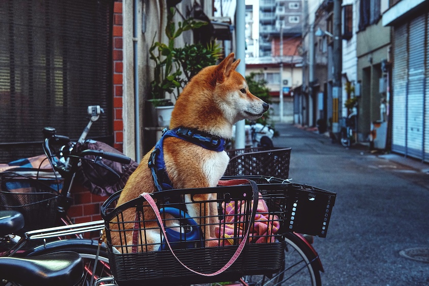 Bikes can even help transport furry friends.