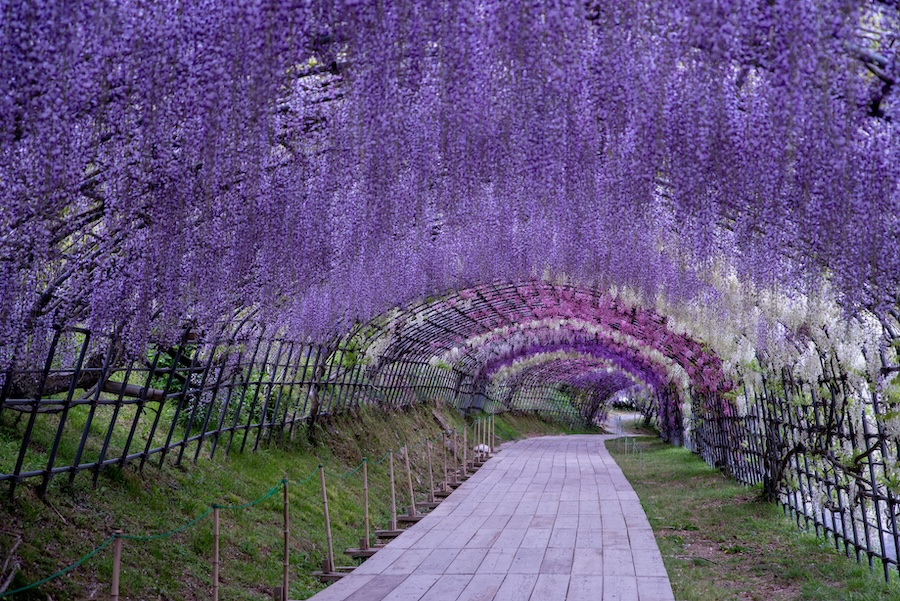 Kawachi Fujien Wisteria Garden.