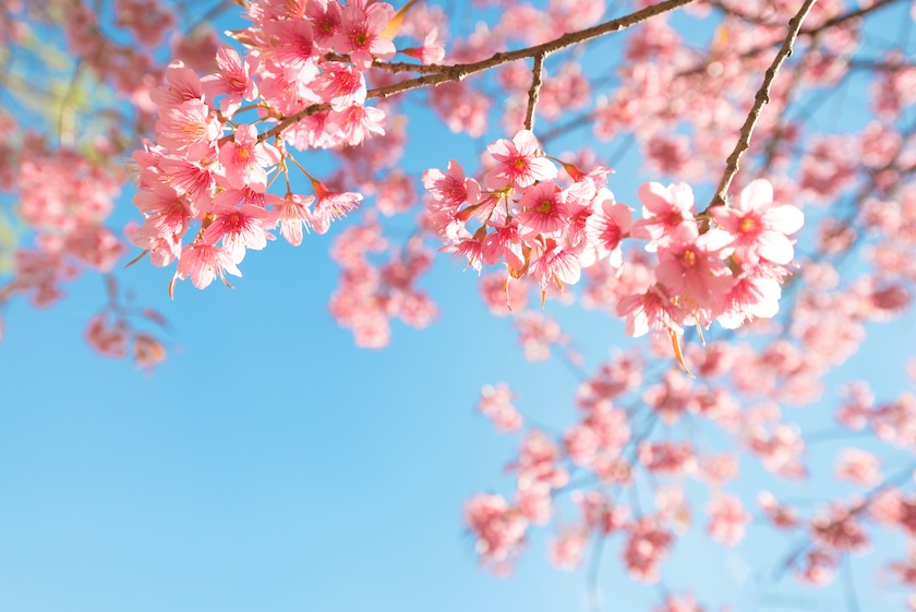 Cherry blossom is a symbol of spring in Japan.