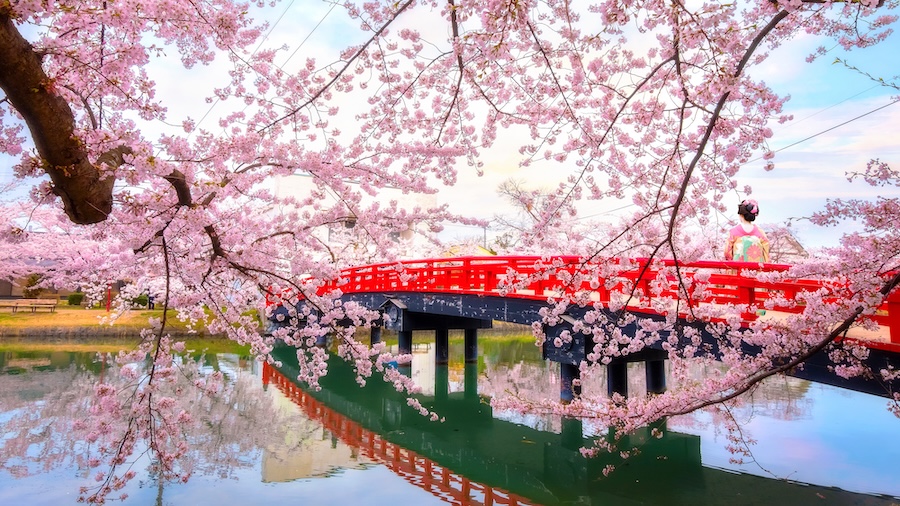 The transcendent beauty of cherry blossom season in Japan.
