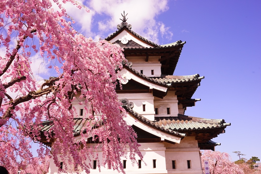 Hirosaki Castle makes for a wonderful backdrop to the cherry blossom.