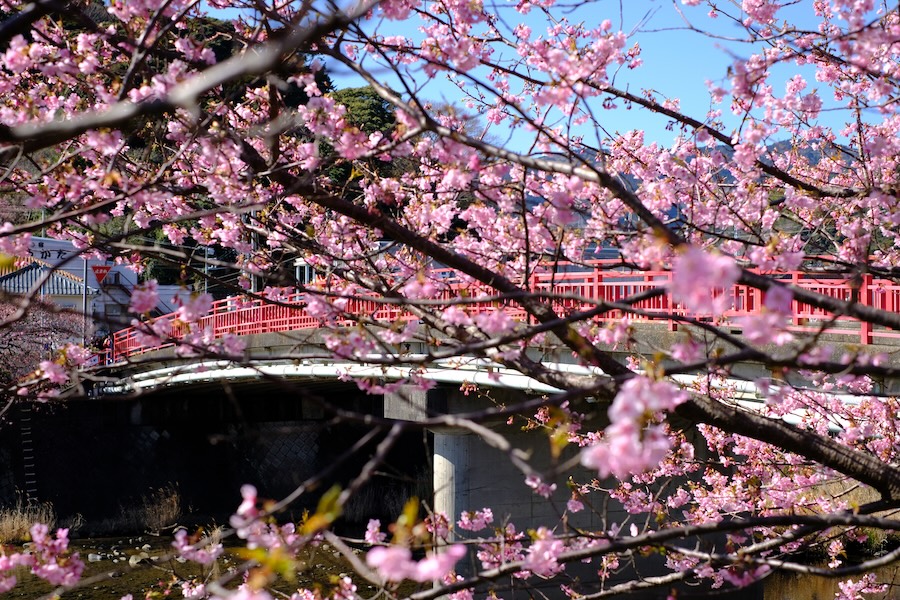 Kawazu-zakura in Kawazu Town. 