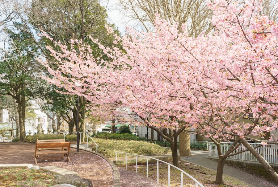 Kawazu-zakura cherry blossom park.