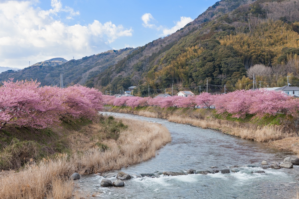 Viewing the Kawazu-zakura at the riverside.
