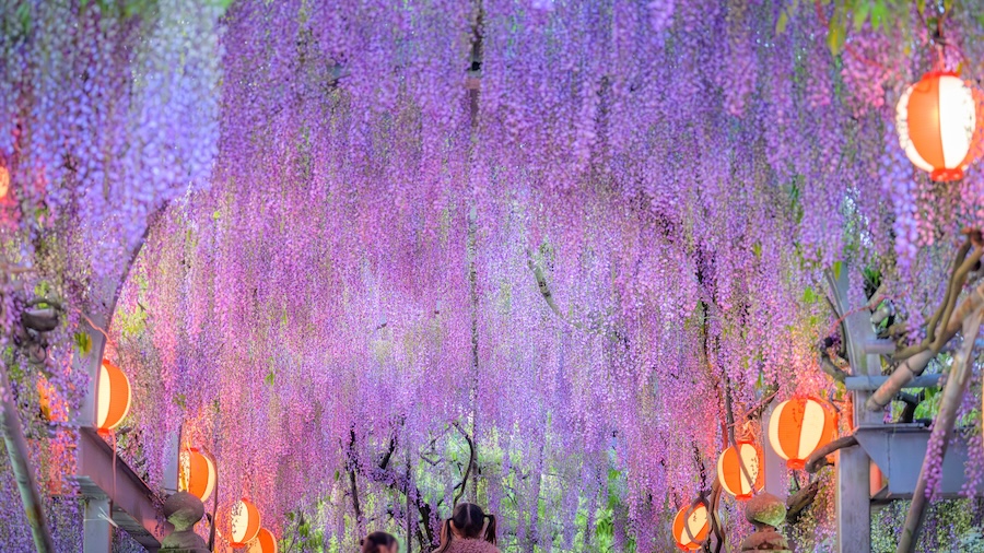 Traditonal lanterns and flowers in Fukuoka. Traditonal lanterns and flowers in Fukuoka.