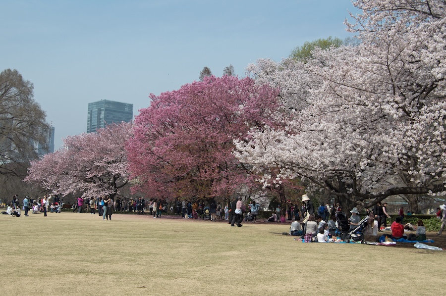 Shinjuku Gyoen National Garden is beautiful and tranquil at any time of year but is very popular during cherry blossom season. Shinjuku Gyoen National Garden is beautiful and tranquil at any time of year but is very popular during cherry blossom season.