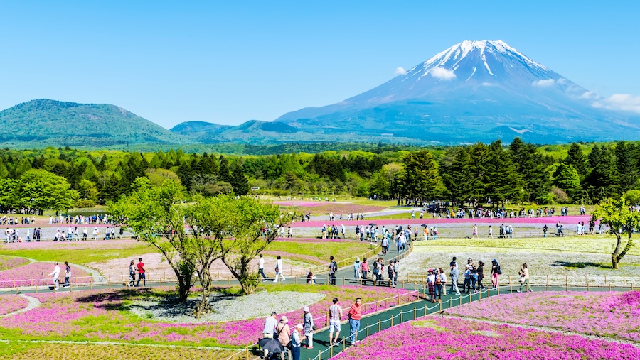 Visitors enjoy Fuji Shibazakura Festival.