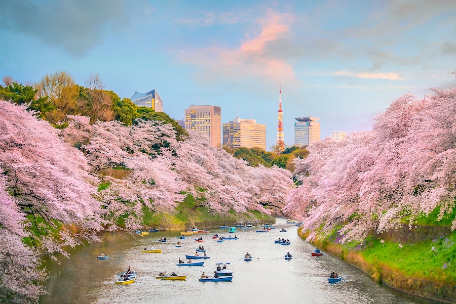 Floating down a cherry blossom river in Tokyo.