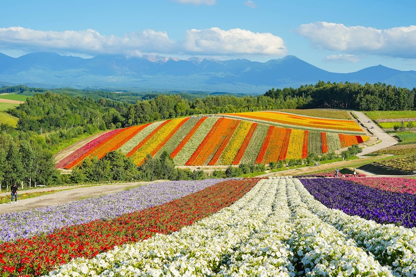 Golden week also means the best of spring's flowers in Japan.