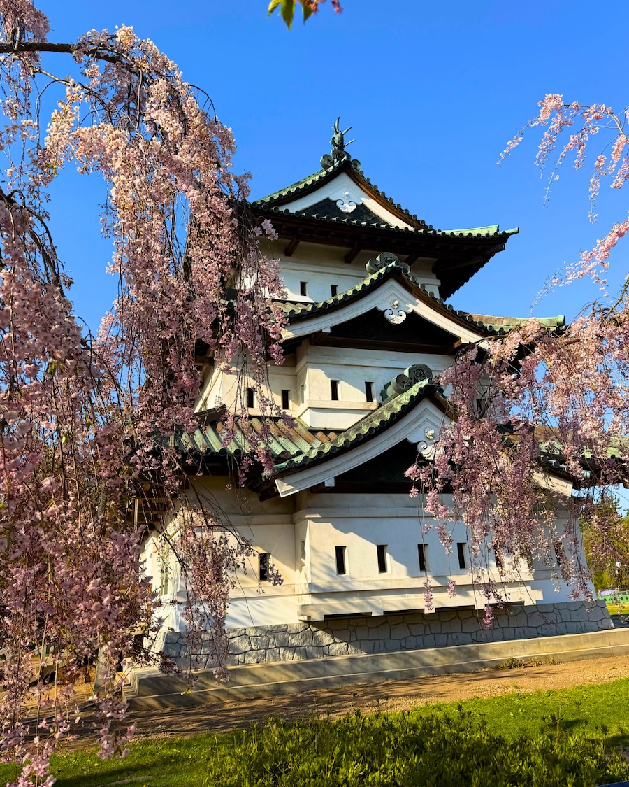 Hirosaki Castle framed by cherry blossom. Hirosaki Castle framed by cherry blossom.