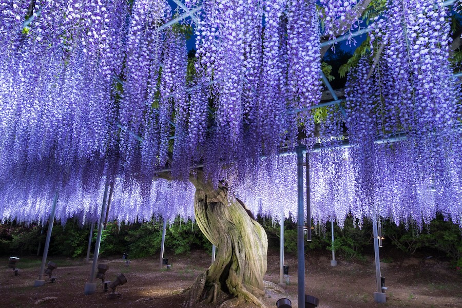 Scenes from Ashikaga Flower Park Wisteria Festival. Scenes from Ashikaga Flower Park Wisteria Festival.