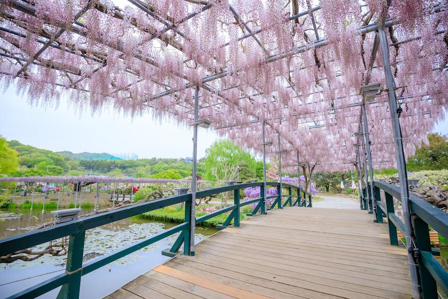 Expect beautiful scenes at Ashikaga Flower Park.