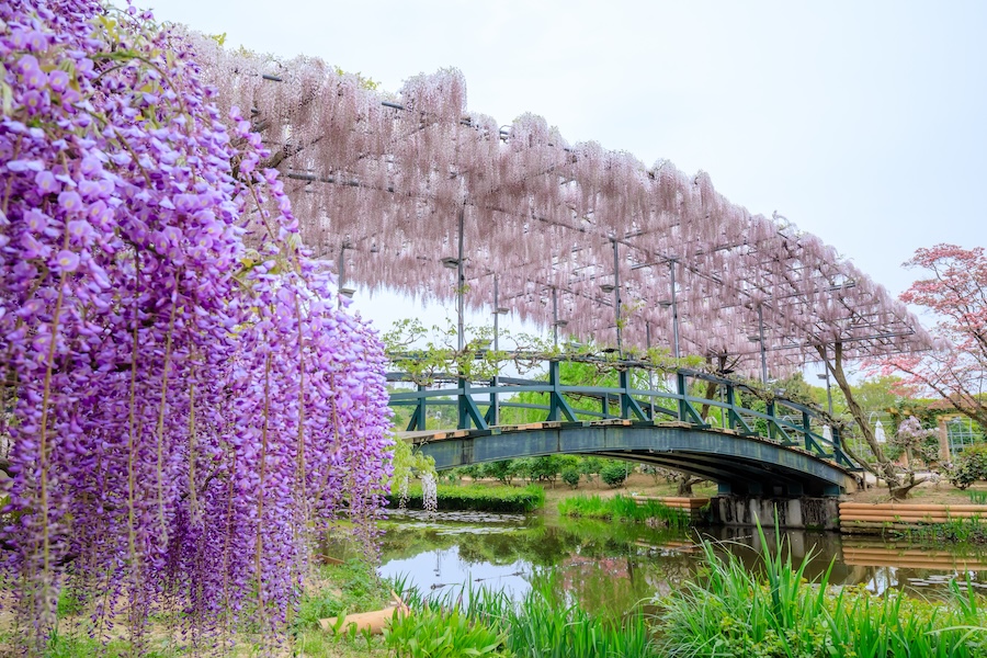 Japan is famous for its flower festivals and Ashikaga Flower Park is one of the best.