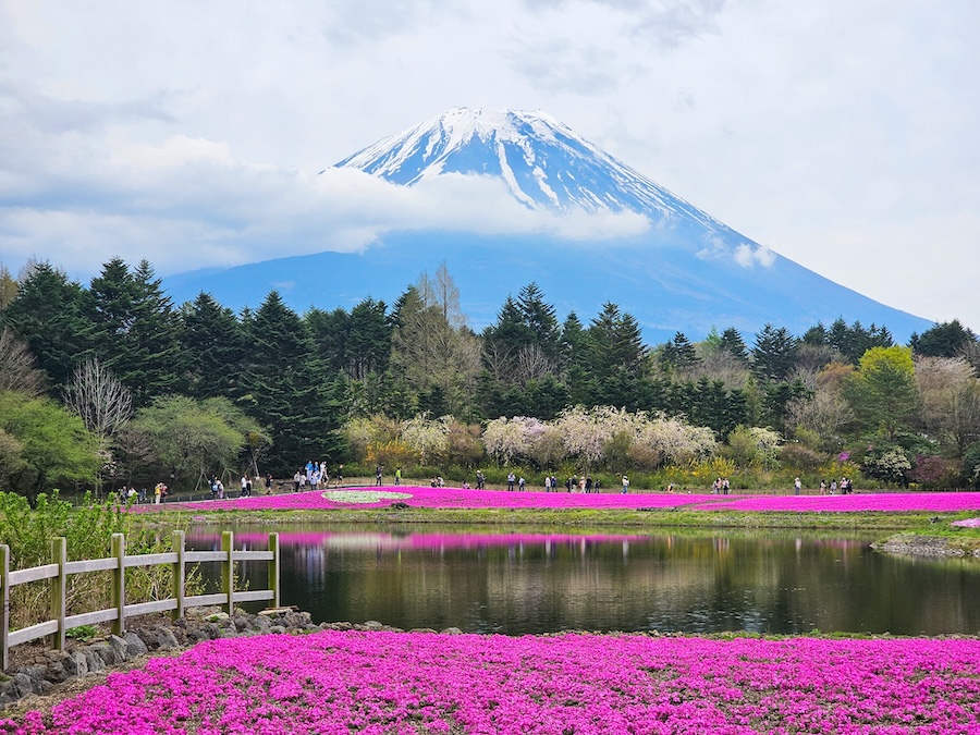 Breathtaking views at Fuji Shibazakura Festival.