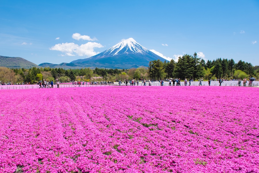 Visitors enjoy the views at Fuji Shibazakura Festival.