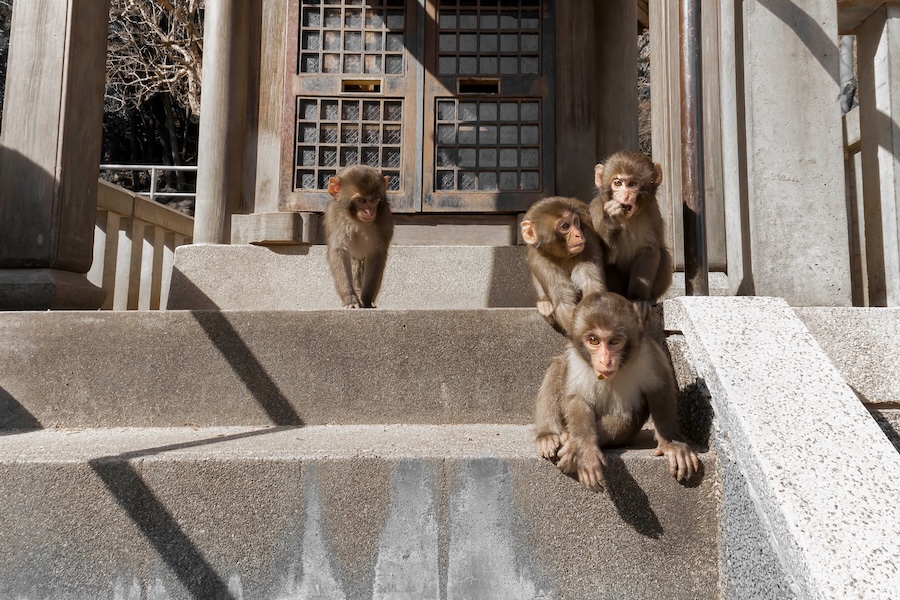 You can find Punch at Takasakiyama Natural Zoological Garden. You can find Punch at Takasakiyama Natural Zoological Garden.
