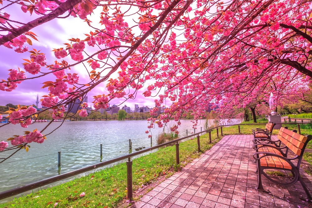 Is Ueno Park one of the best viewing spots for cherry blossom in Tokyo? Is Ueno Park one of the best viewing spots for cherry blossom in Tokyo?