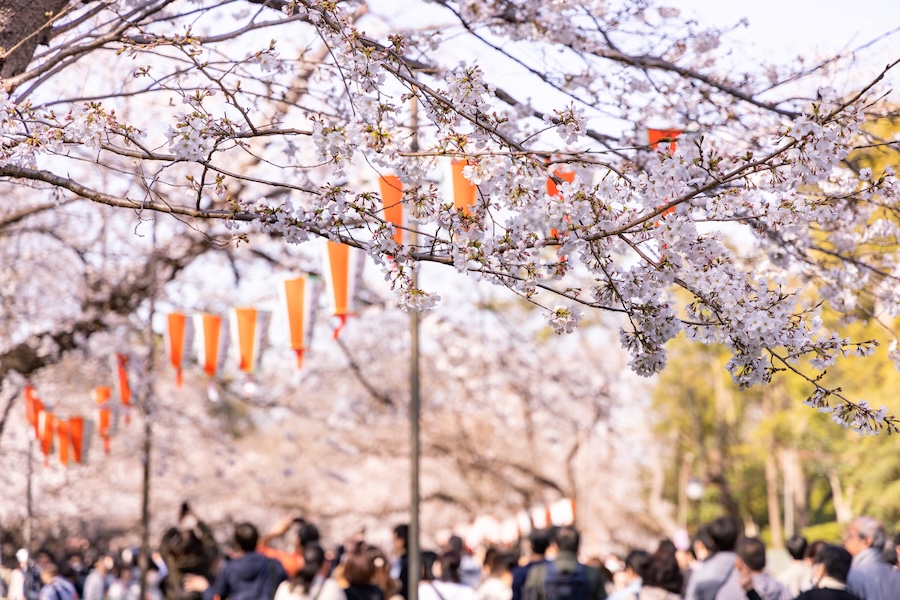 Traditional decorations during cherry blossom season in Ueno Park, Tokyo. Traditional decorations during cherry blossom season in Ueno Park, Tokyo.