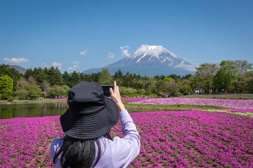 Stunning views at The Fuji Shibazakura Festival. Stunning views at The Fuji Shibazakura Festival.