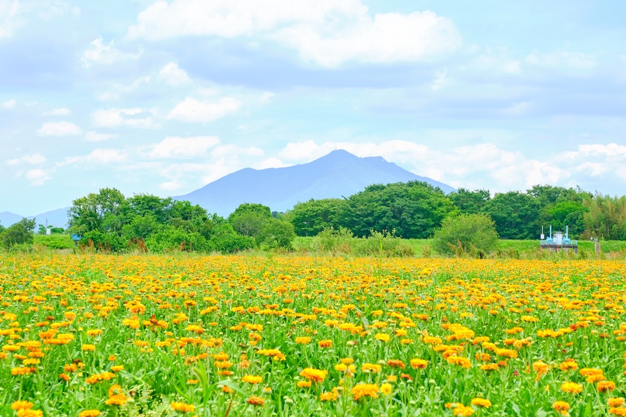 Flower fields with Mt Tsukuba behind.