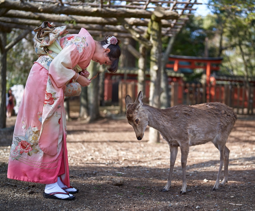 Nara's free-roaming deer need to be respected.