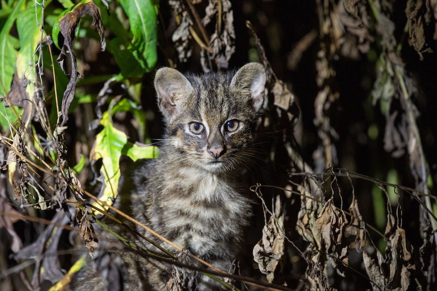 The elusive Iriomote cat.