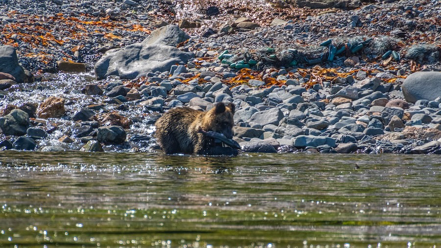 Hokkaido, Japan's northernmost island is home to some of the country's most spectacular wildlife, including brown bears.