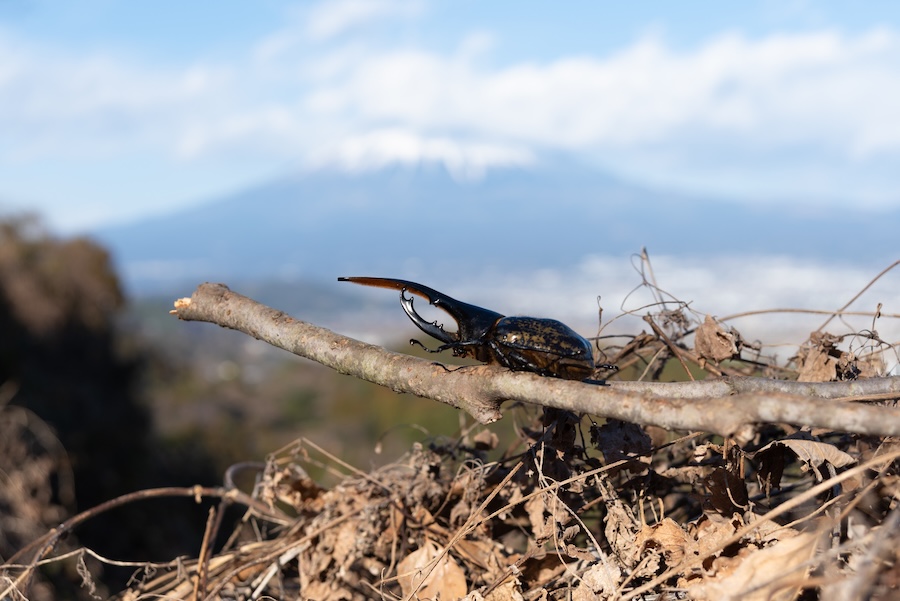 A Hercules beetle near Mt Fuji.