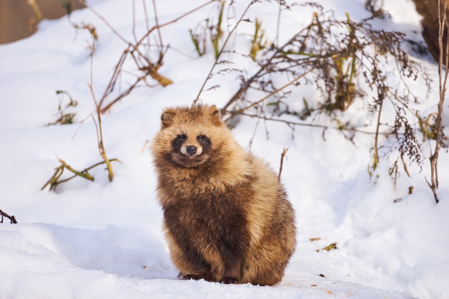 The famous Tanuki, which has become an iconic and mythic animal in Japan.