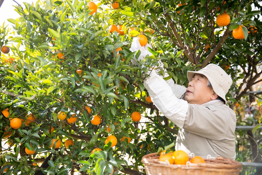 Japan has some of the best and most unique citrus fruits in the world. Japan has some of the best and most unique citrus fruits in the world.