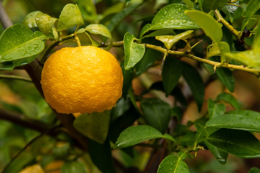 Yuzu are not the only (Japanese) fruit. Yuzu are not the only (Japanese) fruit.