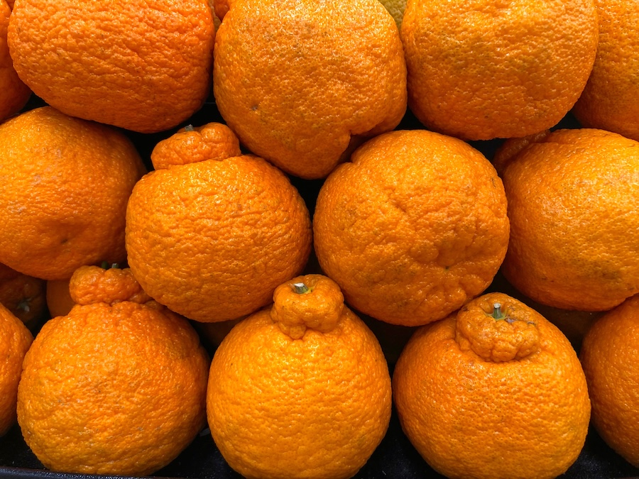 Dekopon is often described as a sumo orange. Dekopon is often described as a sumo orange.