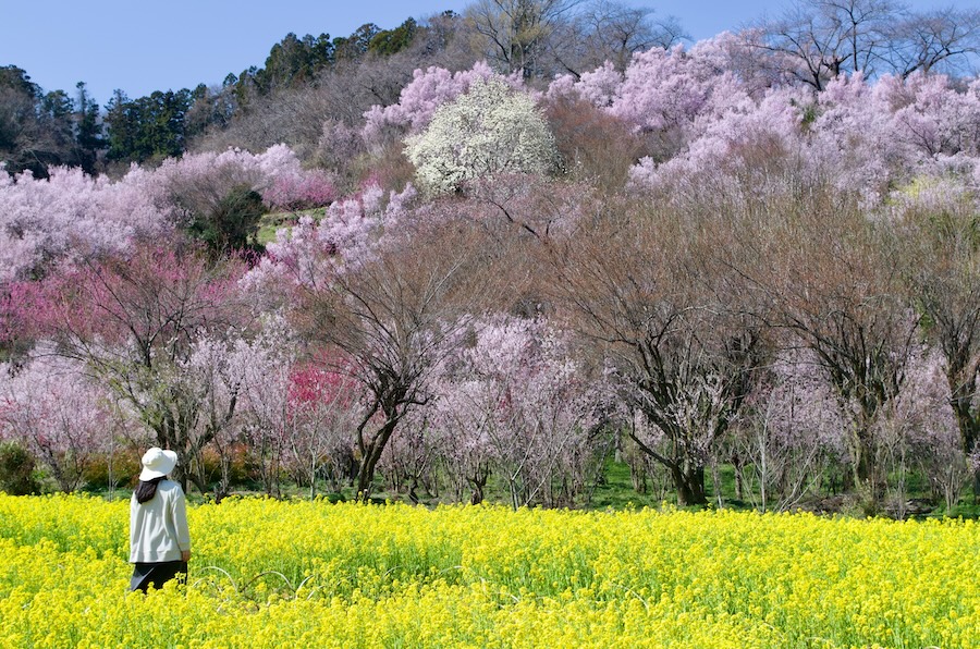 Hanamiyama Park, Fukushima. Hanamiyama Park, Fukushima.