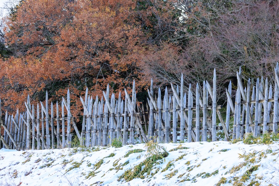 Sharpened wooden stakes at Sekigahara, site of Japan's biggest samurai battle.