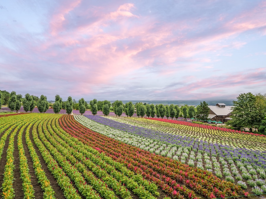 Colorful flower fields arranged in sweeping rows at Farm Tomita in Furano, Hokkaido, Japan.