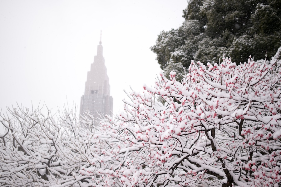 Snow-covered trees in Shinjuku Gyoen park and gardens, Tokyo.