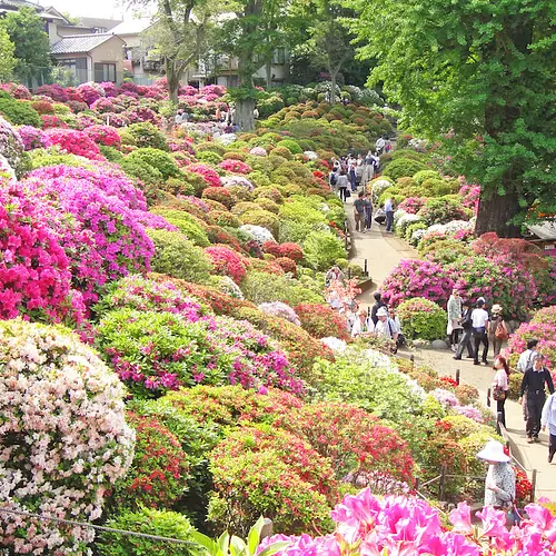 Bunkyo Azalea Festival at Nezu Shrine photo