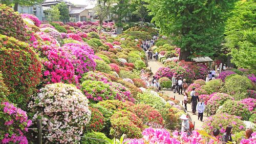 Bunkyo Azalea Festival at Nezu Shrine photo